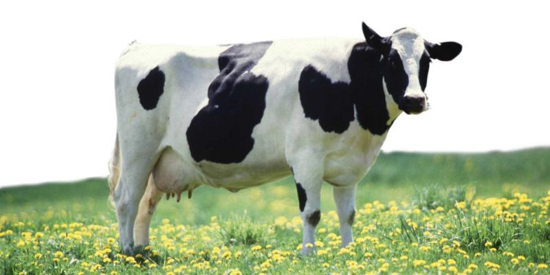 Mơ thấy con bò sữa