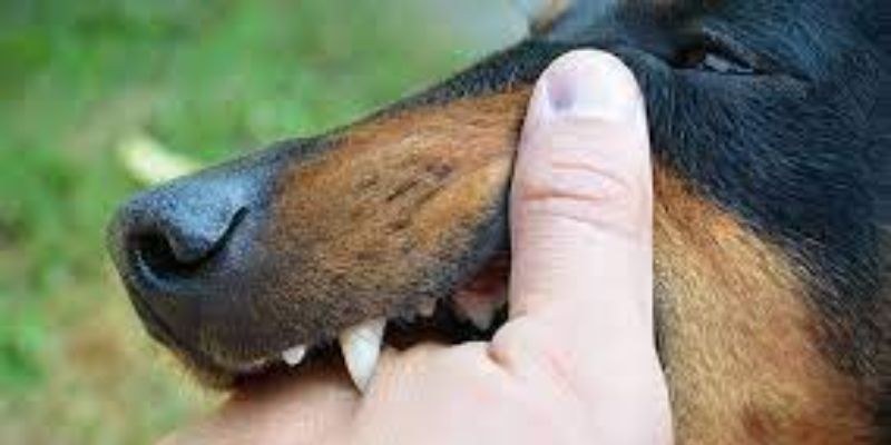 Mơ bị chó cắn vào tay