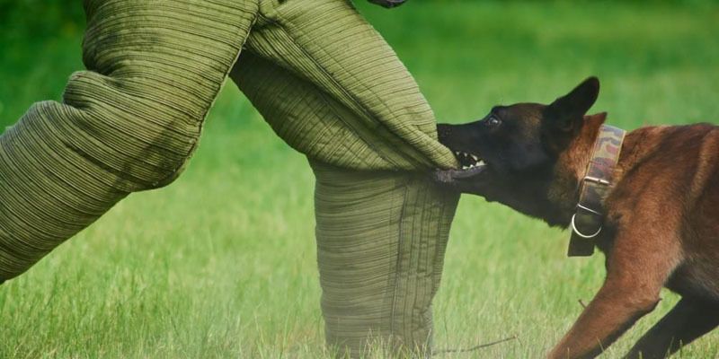 Mơ bị chó cắn vào chân