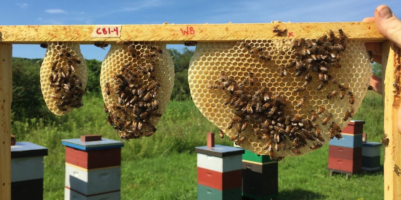 Chiêm bao thấy tổ ong đánh đề gì dễ trúng nhất