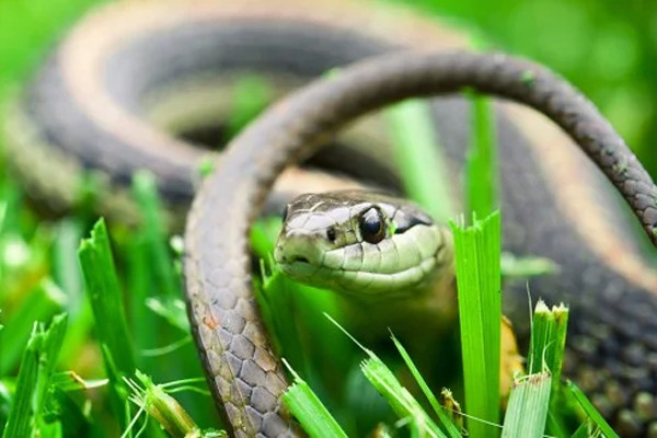 Điềm báo lành hay dữ hay khi mơ thấy rắn