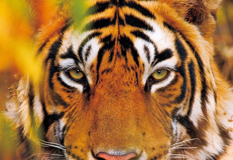 Mơ thấy hổ đuổi có ý nghĩa gì