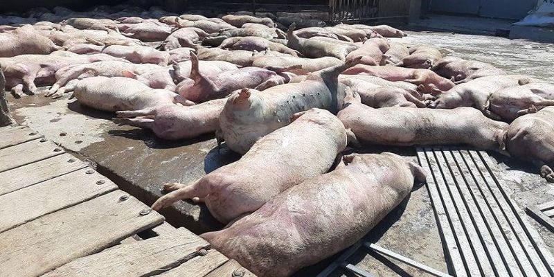 Mơ thấy lợn chết