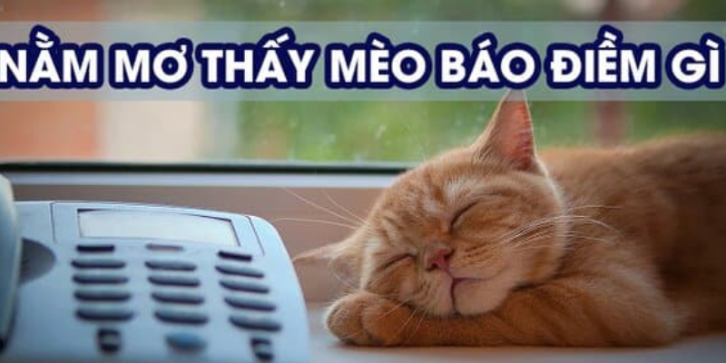 Ý nghĩa giấc mơ thấy mèo vàng