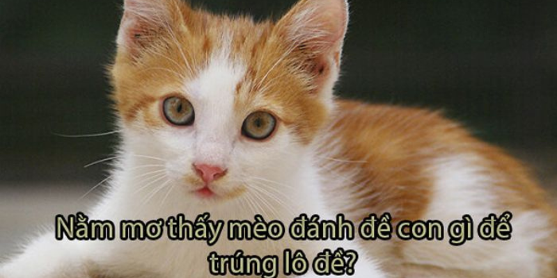 Nằm mơ thấy mèo vàng con số tài lộc gắn liền