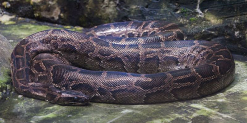 Mơ thấy trăn đánh con gì